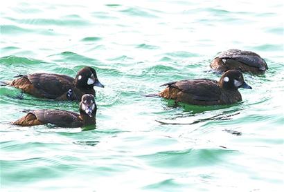 稀有丑鸭落脚太平角 频遭弹弓袭击 稀有丑鸭落脚太平角 频遭弹弓袭击