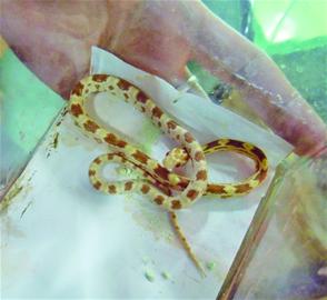 蛇年到“蛇宠”叫好没叫座 蛇年到“蛇宠”叫好没叫座