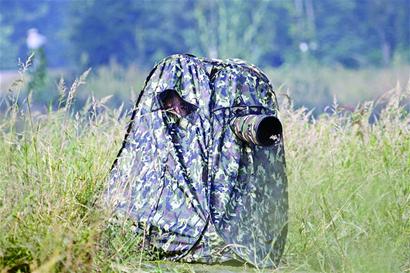 青岛赏鸟图出炉 9大湿地成鸟类天堂