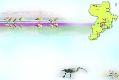 青岛赏鸟图出炉 9大湿地成鸟类天堂