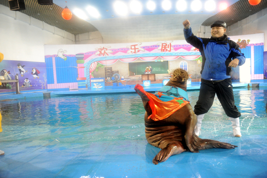 超萌海象领舞极地style 蛇年新春爆笑上演