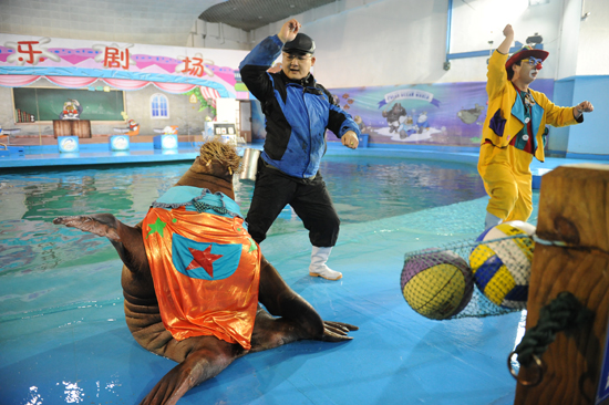 超萌海象领舞极地style 蛇年新春爆笑上演