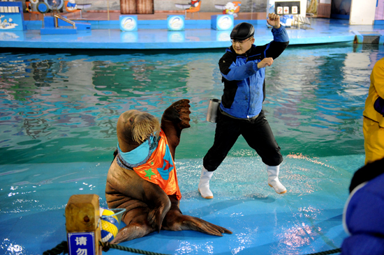 超萌海象领舞极地style 蛇年新春爆笑上演