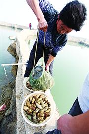 市场卖海参两成喂消炎药 长期食用易导致神经炎 市场卖海参两成喂消炎药 长期食用易导致神经炎