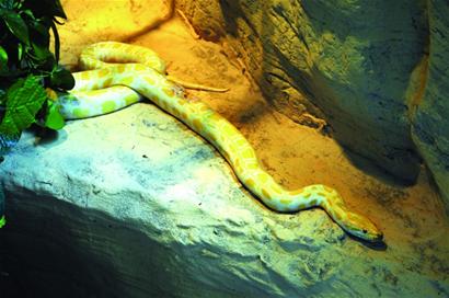 蛇年探访青岛蛇家族