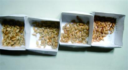 洽洽瓜子虫眼密布变质多 吃下臭籽堪比直接服毒