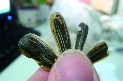 洽洽瓜子虫眼密布变质多 吃下臭籽堪比直接服毒