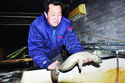 23条娃娃鱼卖出20万 高档酒店争相购买