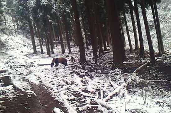 野生大熊猫，据微博图