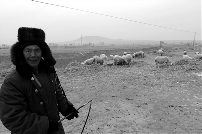 1月14日,大同县东阁老山村一名段姓村民在放羊。他借钱买了30只羊准备以此致富。