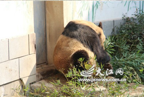 南昌动物园大熊猫变“黄猫” 园方称很正常（图片来源江西微博）