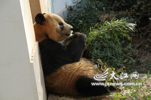 这只大熊猫坐在自己拉的尿上啃竹子（图片来源江西微博）