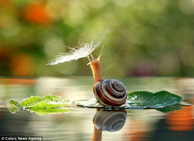 蜗牛趴树叶上“打伞”萌态百生