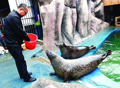 青岛海豹明星全国征婚 吃营养鱼丸补身体