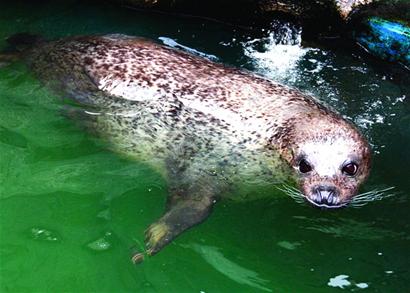 青岛海豹明星全国征婚 吃营养鱼丸补身体