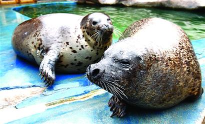 青岛海豹明星全国征婚 吃营养鱼丸补身体