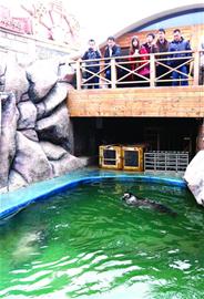 青岛海豹明星全国征婚 吃营养鱼丸补身体