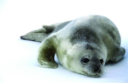 青岛海豹明星全国征婚 吃营养鱼丸补身体