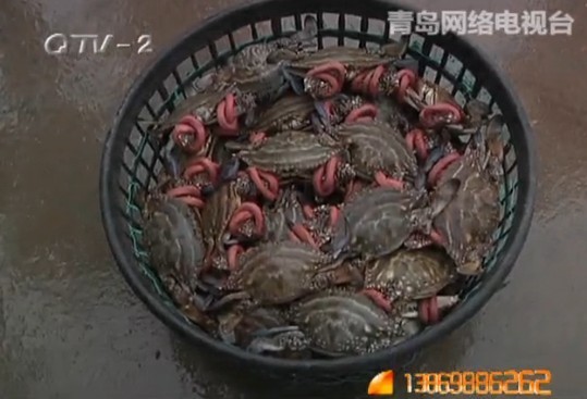 螃蟹为何五花大绑 记者探访皮筋螃蟹源头