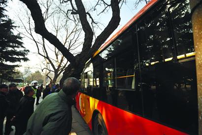 歪脖树，快把公交“吐”出来！