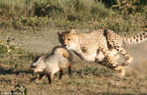 坦桑尼亚“逆天”狐狸追捕猎豹 猎豹夹尾巴逃命
