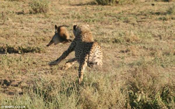 坦桑尼亚“逆天”狐狸追捕猎豹 猎豹夹尾巴逃命
