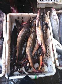 青岛市场出现假冒中华鲟