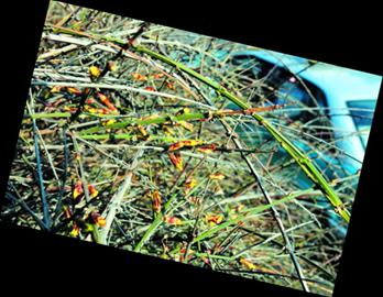 26℃变0℃ 青岛今夜将由夏入冬