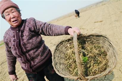 荠菜成春天餐桌美味