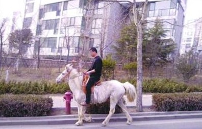 青岛街头惊现唐僧 男子骑白马悠闲逛街