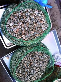 青岛海鲜味美量少价高一些商贩打着“本地”的旗号捞钱