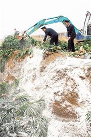5000株韩进口兰花病菌感染 检疫局集中销毁 5000株韩进口兰花病菌感染 检疫局集中销毁