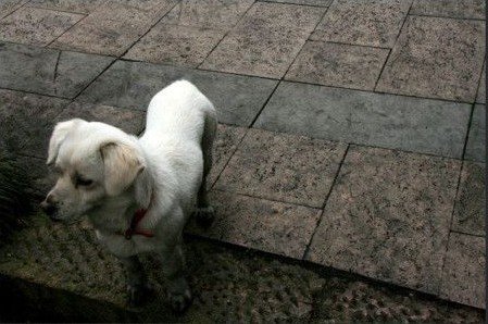 杭州森林公园下“煤雨” 官方无法判断来源(图)