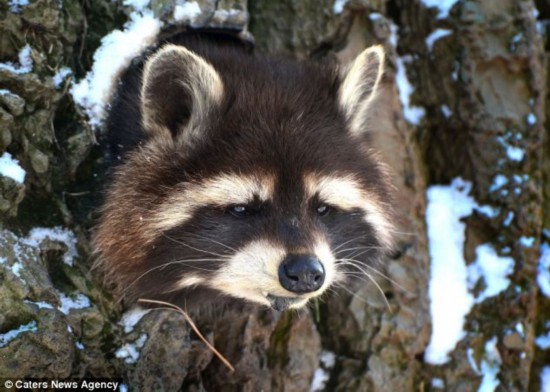 小浣熊太胖被卡树洞