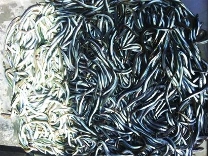 初春本地小海鲜量少味鲜 渔民教你做瞎汉螺面条鱼