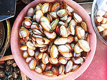 初春本地小海鲜量少味鲜 渔民教你做瞎汉螺面条鱼