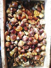 初春本地小海鲜量少味鲜 渔民教你做瞎汉螺面条鱼