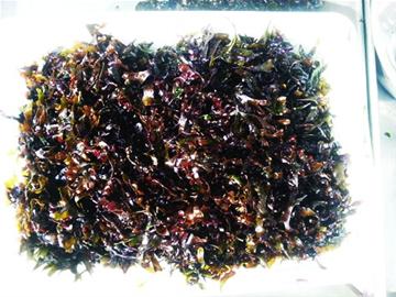 初春本地小海鲜量少味鲜 渔民教你做瞎汉螺面条鱼