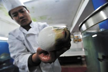 每年万斤河豚端上青岛餐桌