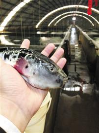 每年万斤河豚端上青岛餐桌