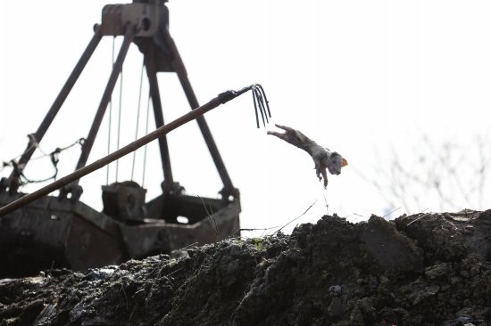 浙江嘉兴水乡河道污染无鱼 渔民改行捞猪(组图)