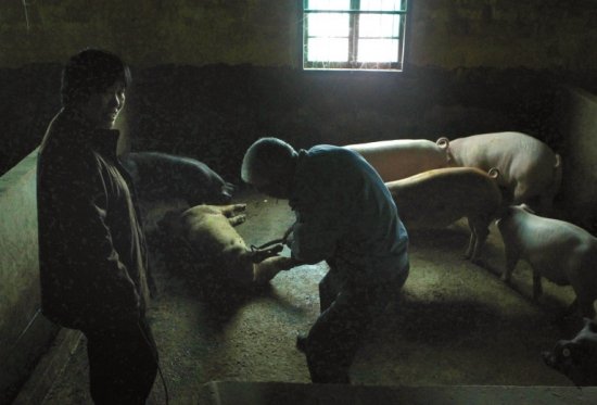 浙江嘉兴水乡河道污染无鱼 渔民改行捞猪(组图)