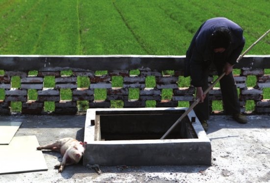 浙江嘉兴水乡河道污染无鱼 渔民改行捞猪(组图)