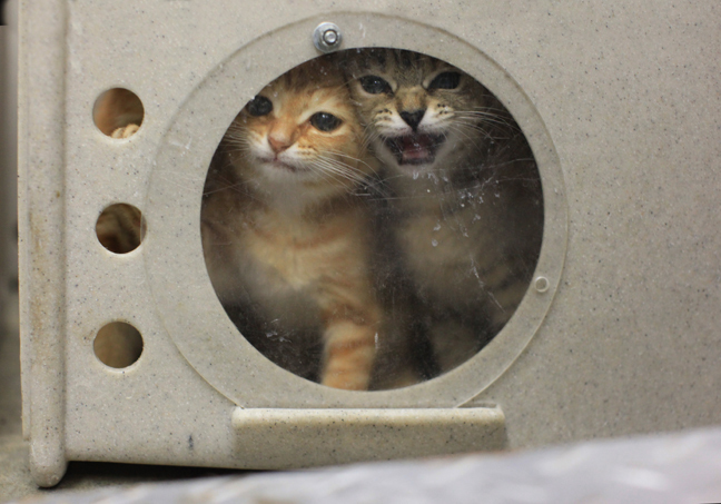 垃圾袋里的流浪动物：无人领养遭安乐死