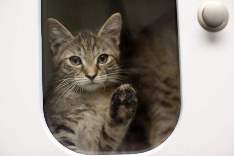 垃圾袋里的流浪动物：无人领养遭安乐死