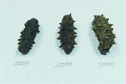 糖干海参“出没”买前先舔舔 糖干海参“出没”买前先舔舔