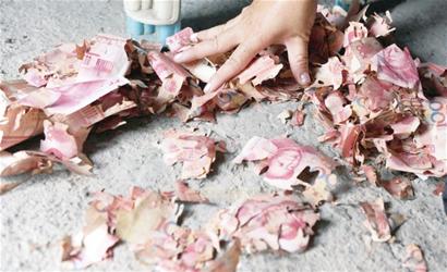 又到白蚁横行季青岛还是重灾区