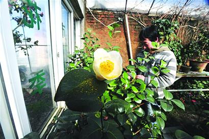 耐冬申报国花 耐冬申报国花