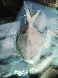 “面生”洋海鲜狮子大张口