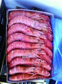 “面生”洋海鲜狮子大张口